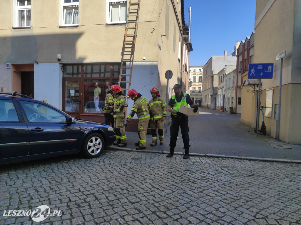 Strażacy ratowali ptaszka