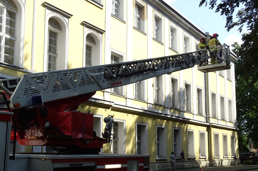 Niebezpieczne drzewo w parku w Lesznie