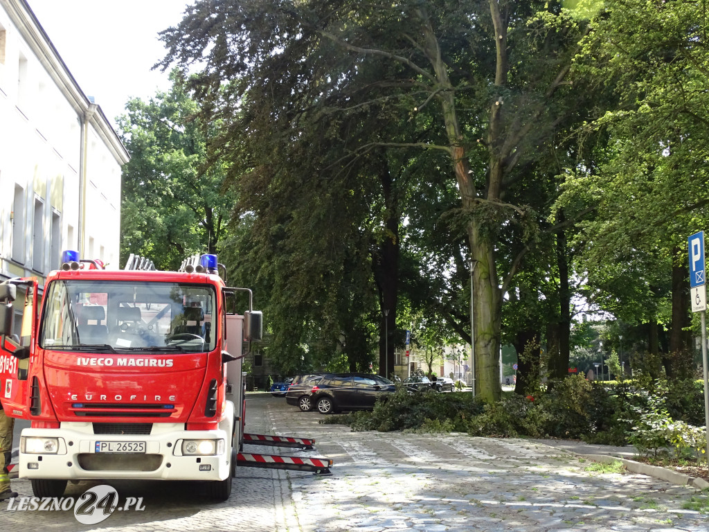 Niebezpieczne drzewo w parku w Lesznie