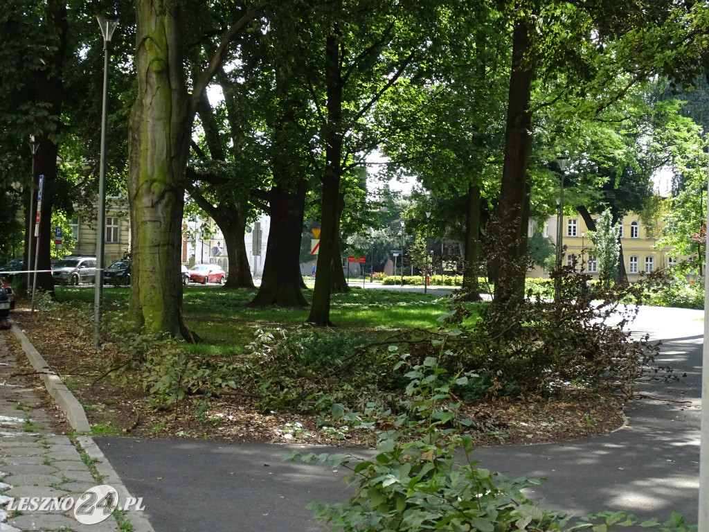Niebezpieczne drzewo w parku w Lesznie