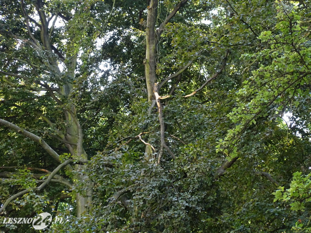 Niebezpieczne drzewo w parku w Lesznie