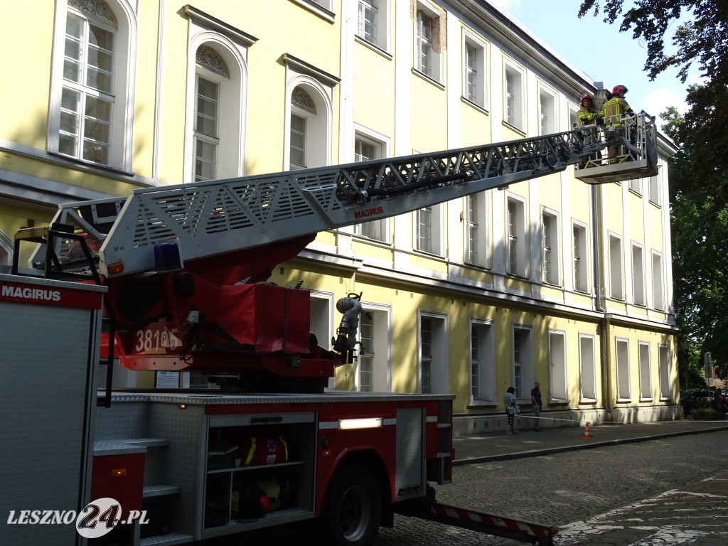 Niebezpieczne drzewo w parku w Lesznie