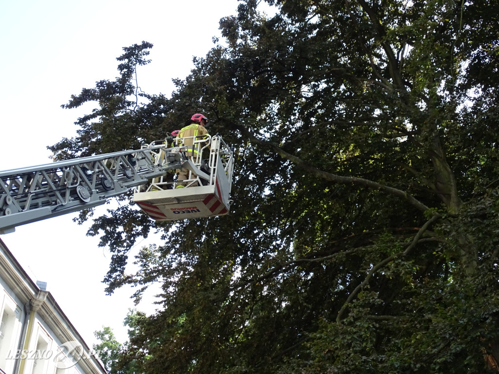 Niebezpieczne drzewo w parku w Lesznie