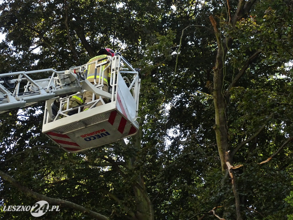 Niebezpieczne drzewo w parku w Lesznie