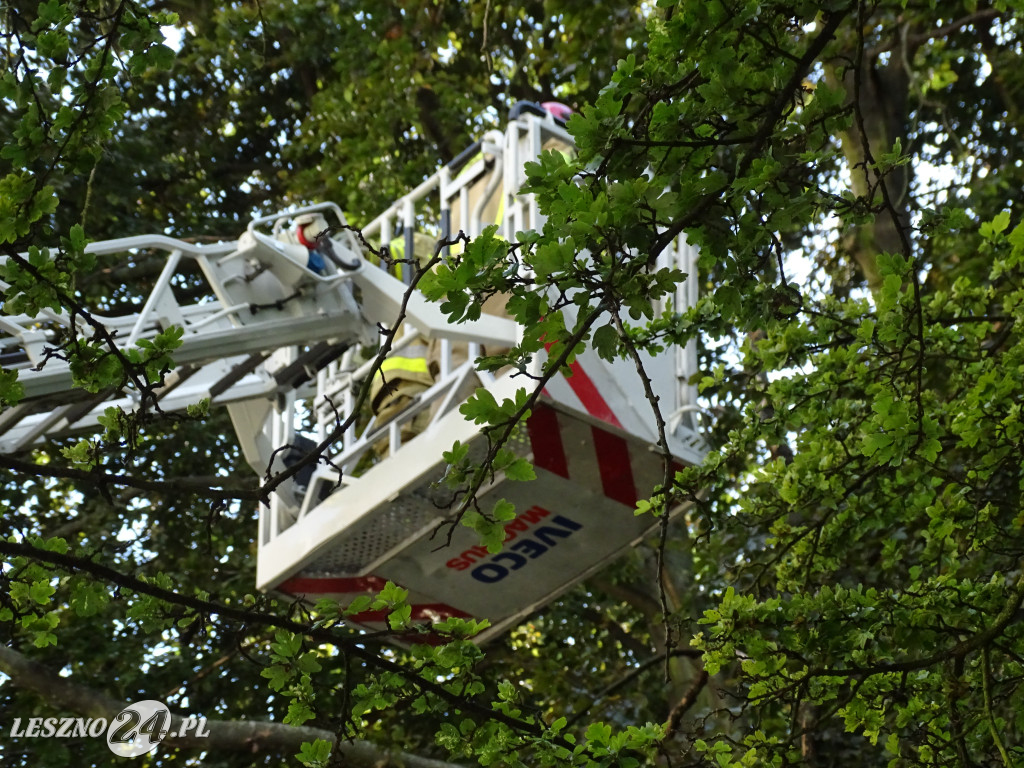 Niebezpieczne drzewo w parku w Lesznie