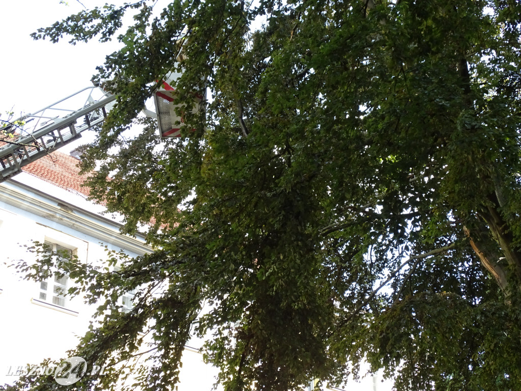 Niebezpieczne drzewo w parku w Lesznie