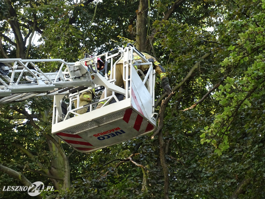 Niebezpieczne drzewo w parku w Lesznie
