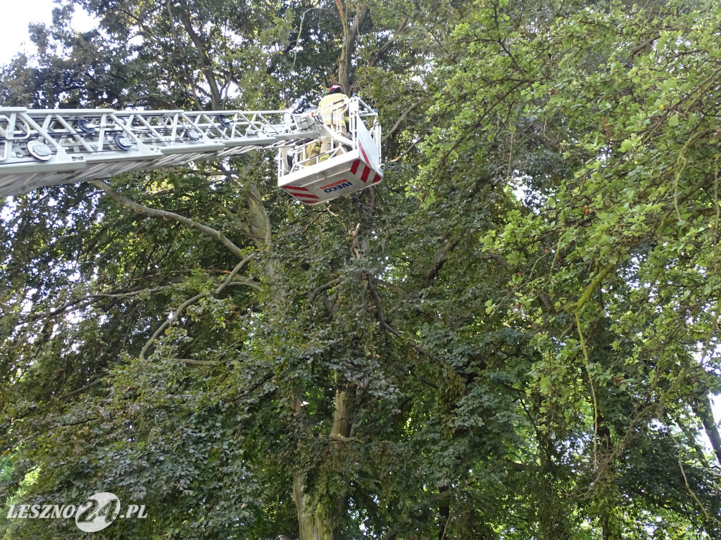 Niebezpieczne drzewo w parku w Lesznie