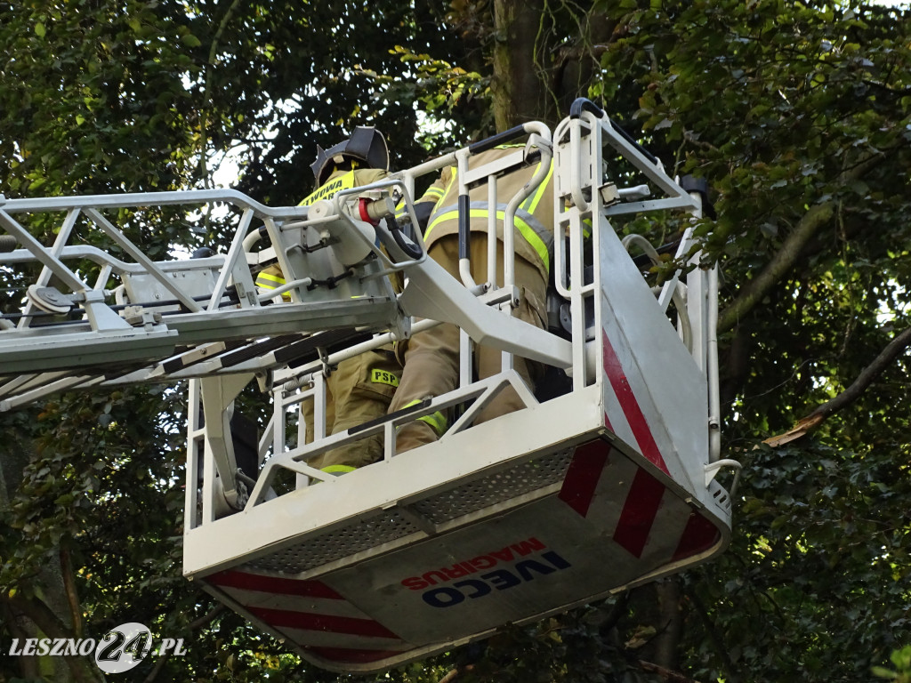 Niebezpieczne drzewo w parku w Lesznie
