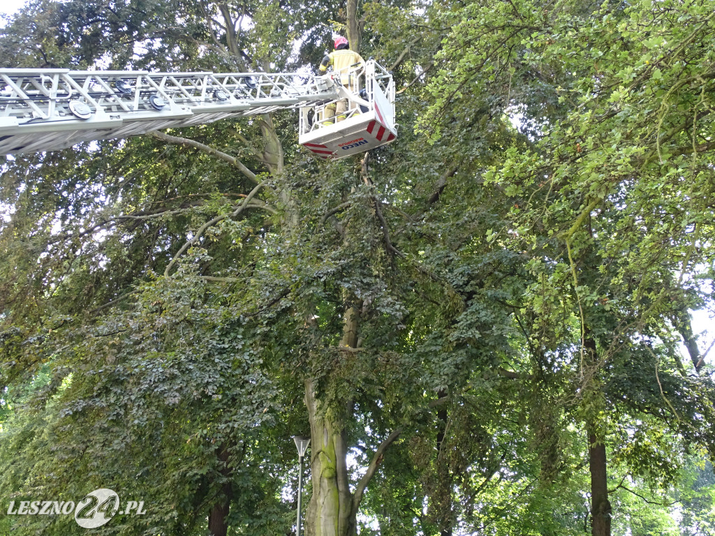 Niebezpieczne drzewo w parku w Lesznie