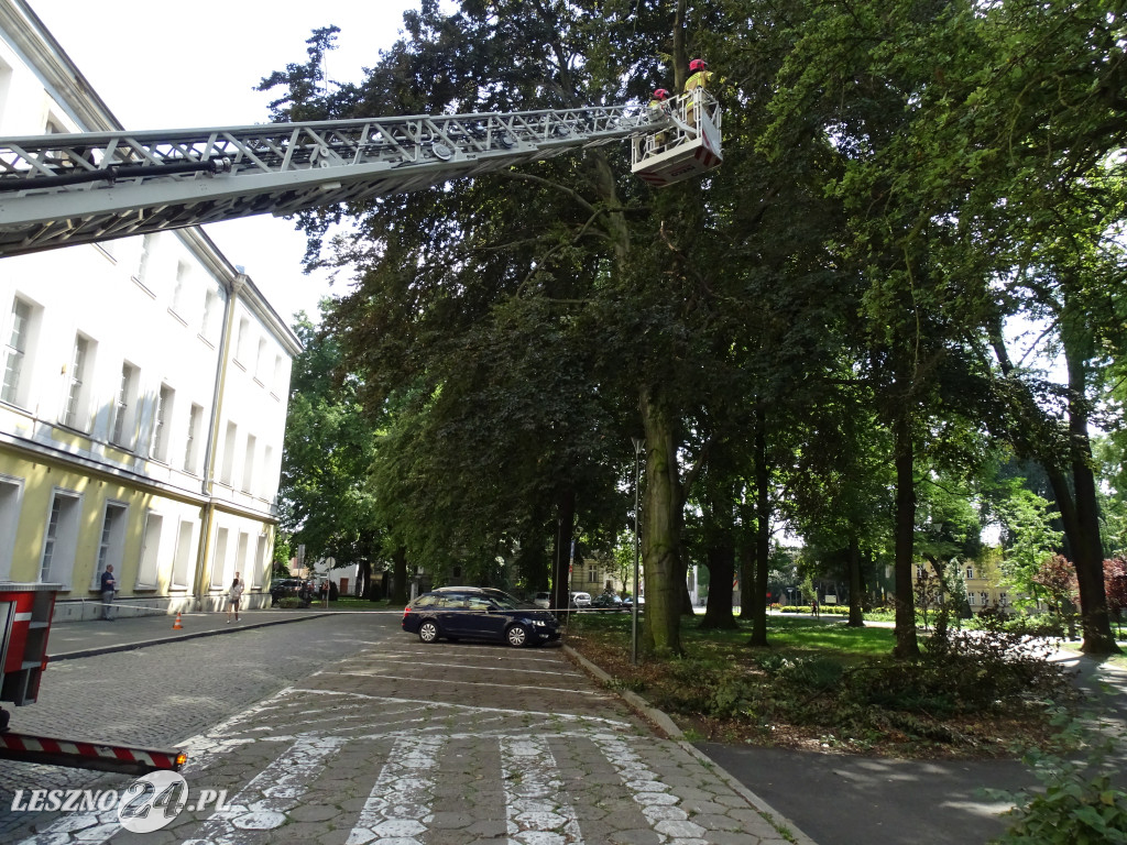 Niebezpieczne drzewo w parku w Lesznie