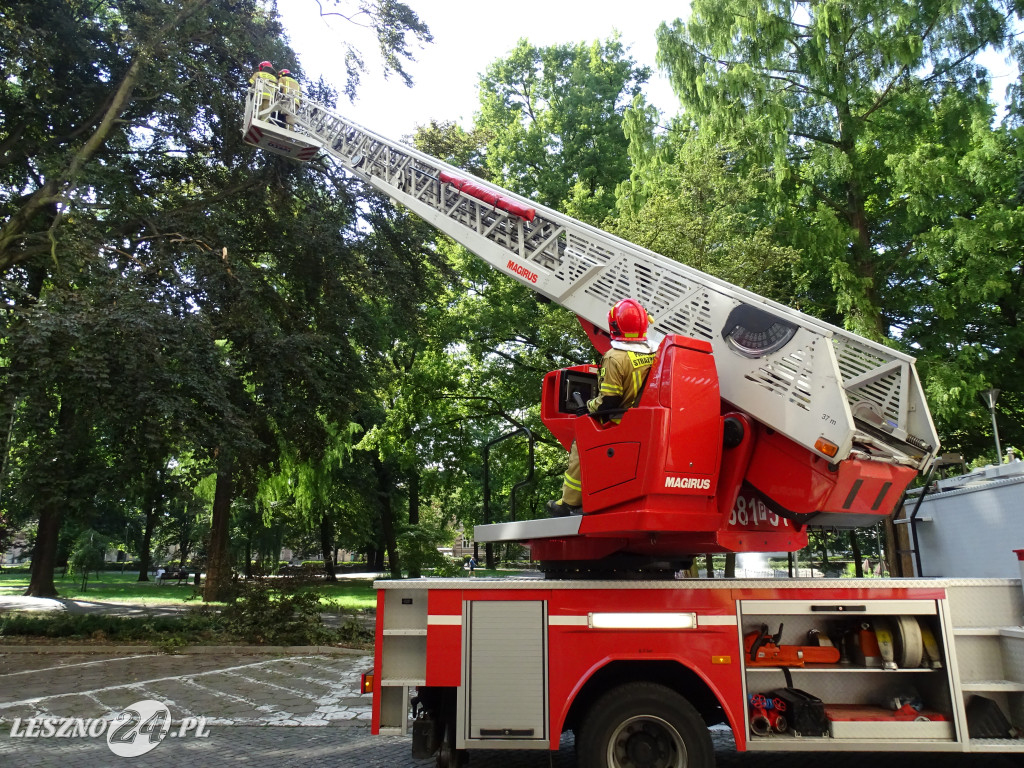 Niebezpieczne drzewo w parku w Lesznie