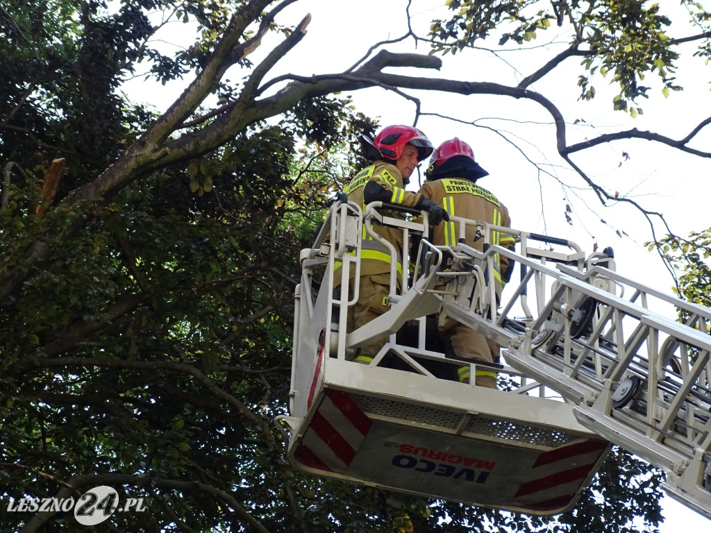 Niebezpieczne drzewo w parku w Lesznie