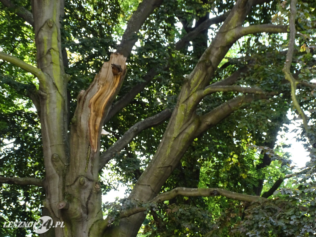 Niebezpieczne drzewo w parku w Lesznie