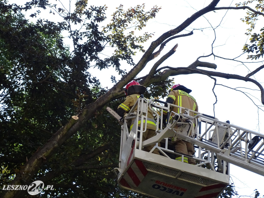 Niebezpieczne drzewo w parku w Lesznie