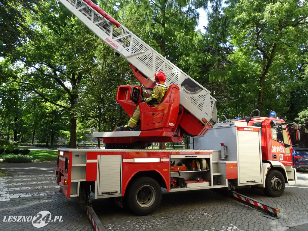 Niebezpieczne drzewo w parku w Lesznie