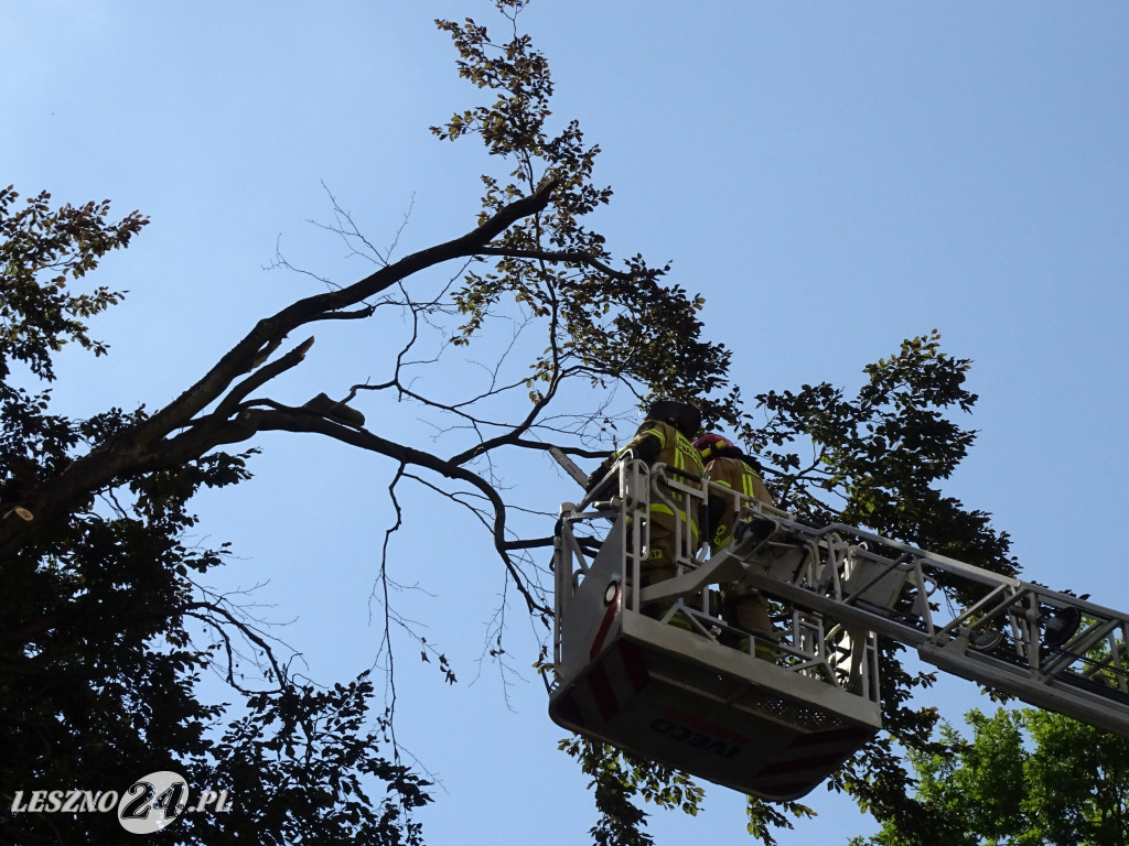 Niebezpieczne drzewo w parku w Lesznie
