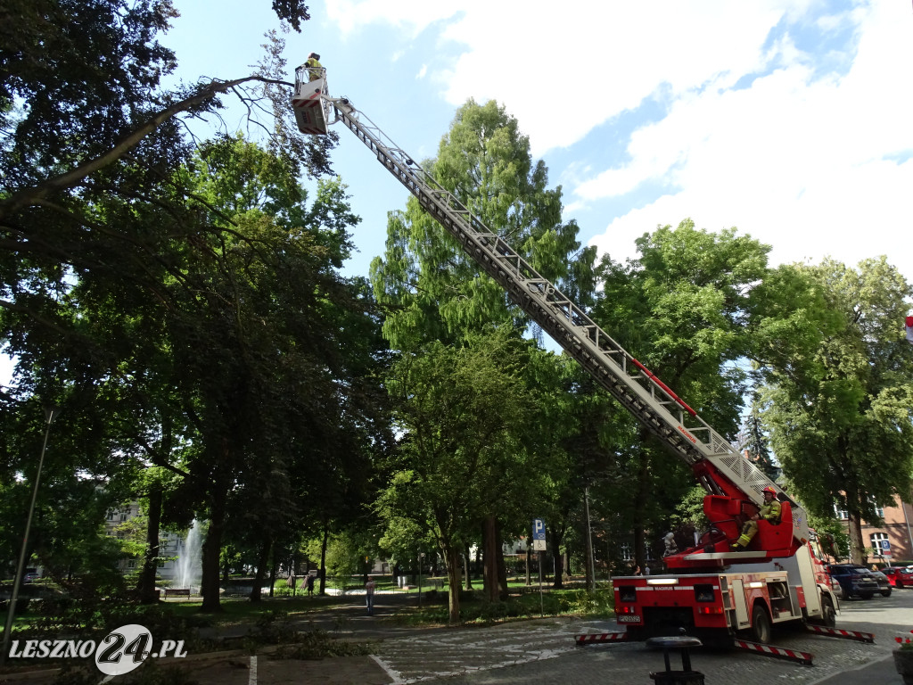 Niebezpieczne drzewo w parku w Lesznie