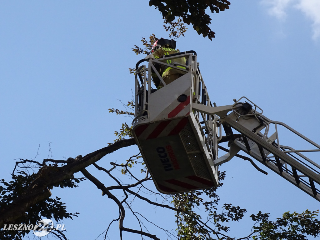 Niebezpieczne drzewo w parku w Lesznie