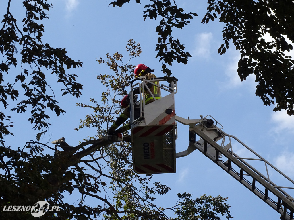 Niebezpieczne drzewo w parku w Lesznie