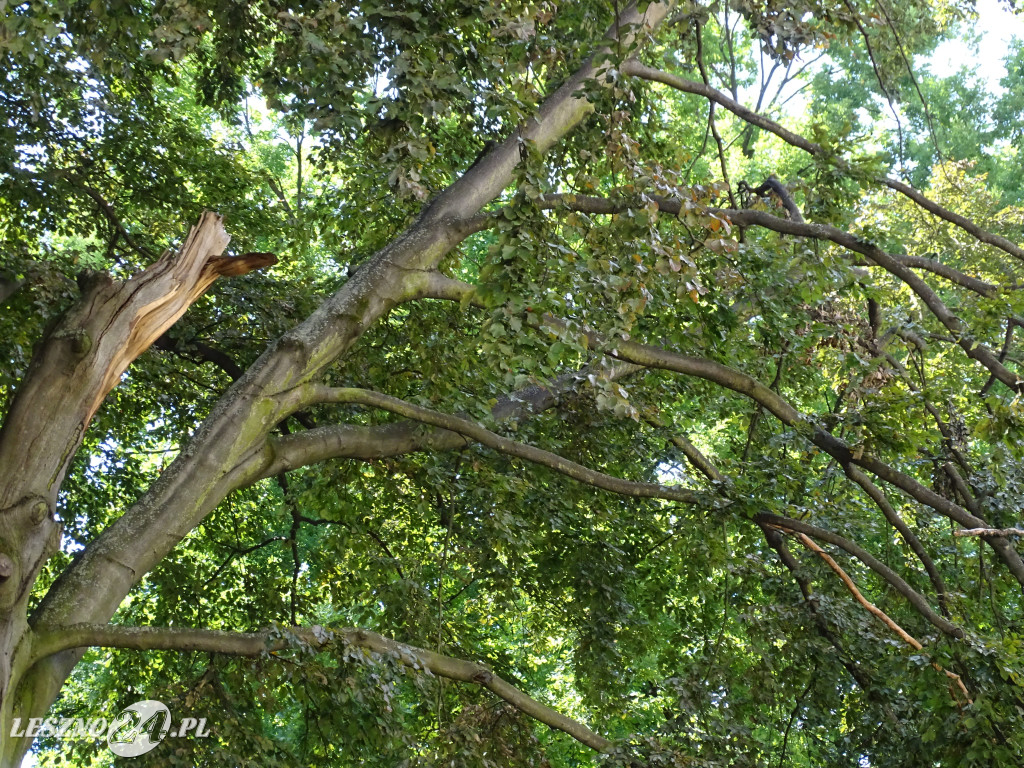 Niebezpieczne drzewo w parku w Lesznie