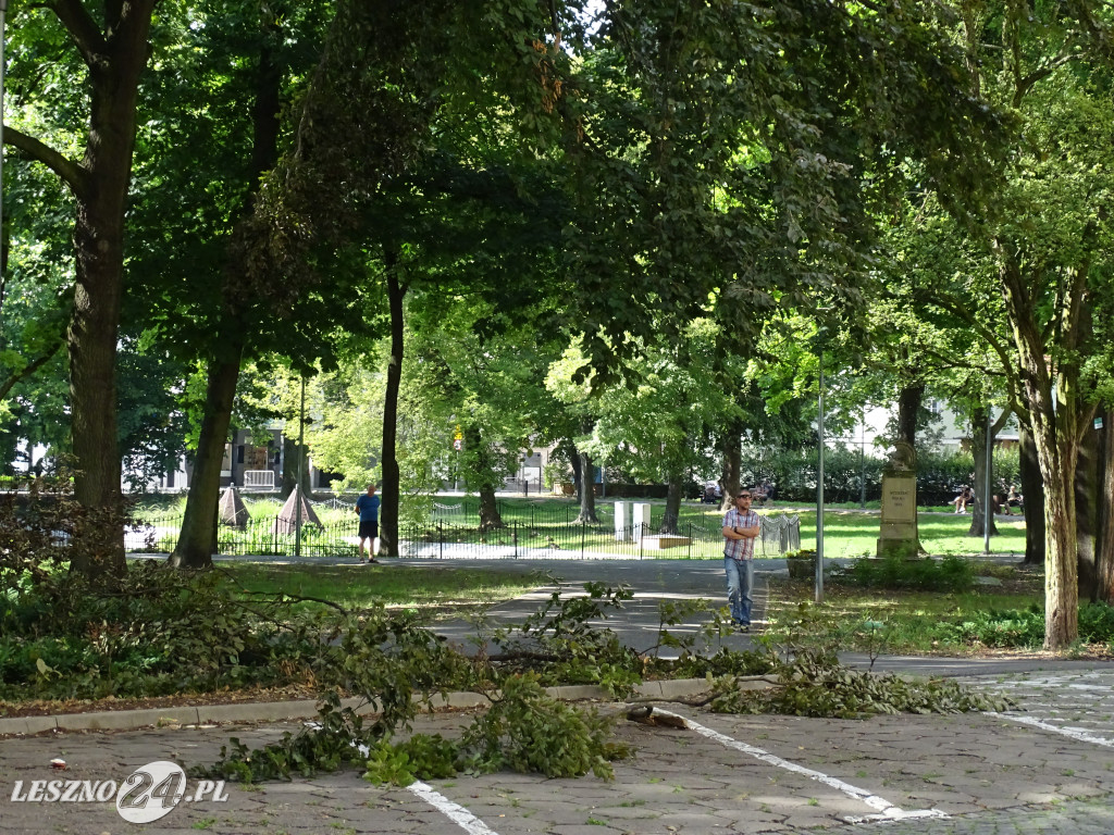 Niebezpieczne drzewo w parku w Lesznie