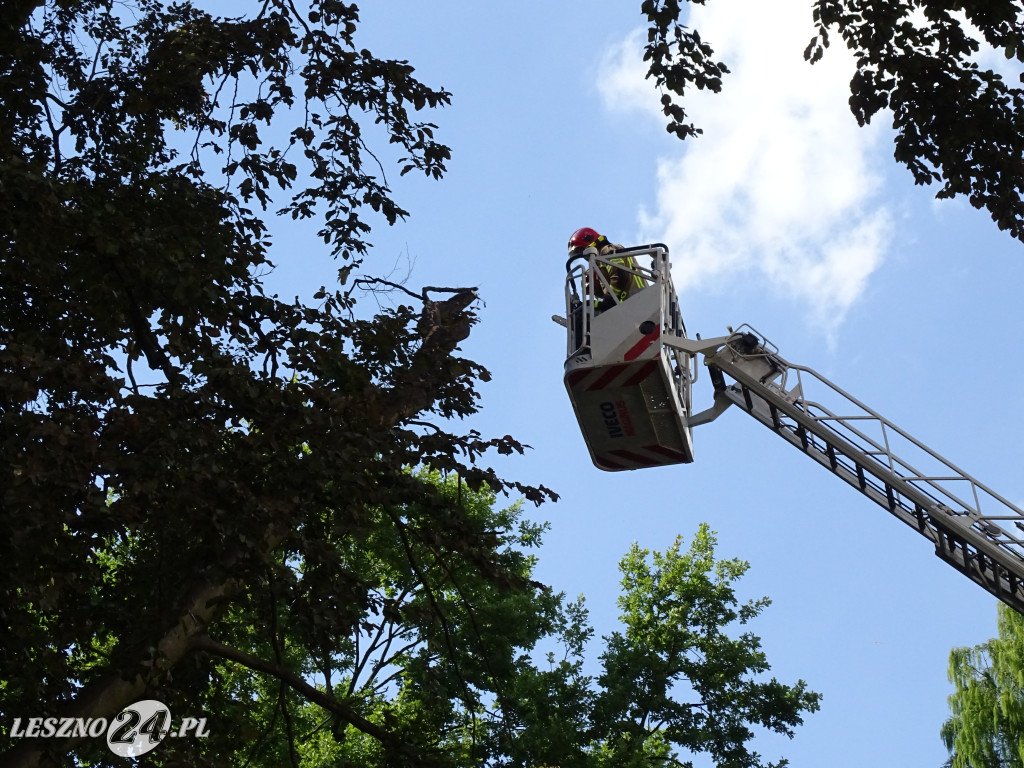 Niebezpieczne drzewo w parku w Lesznie