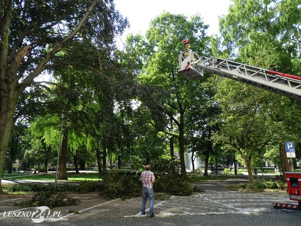 Niebezpieczne drzewo w parku w Lesznie
