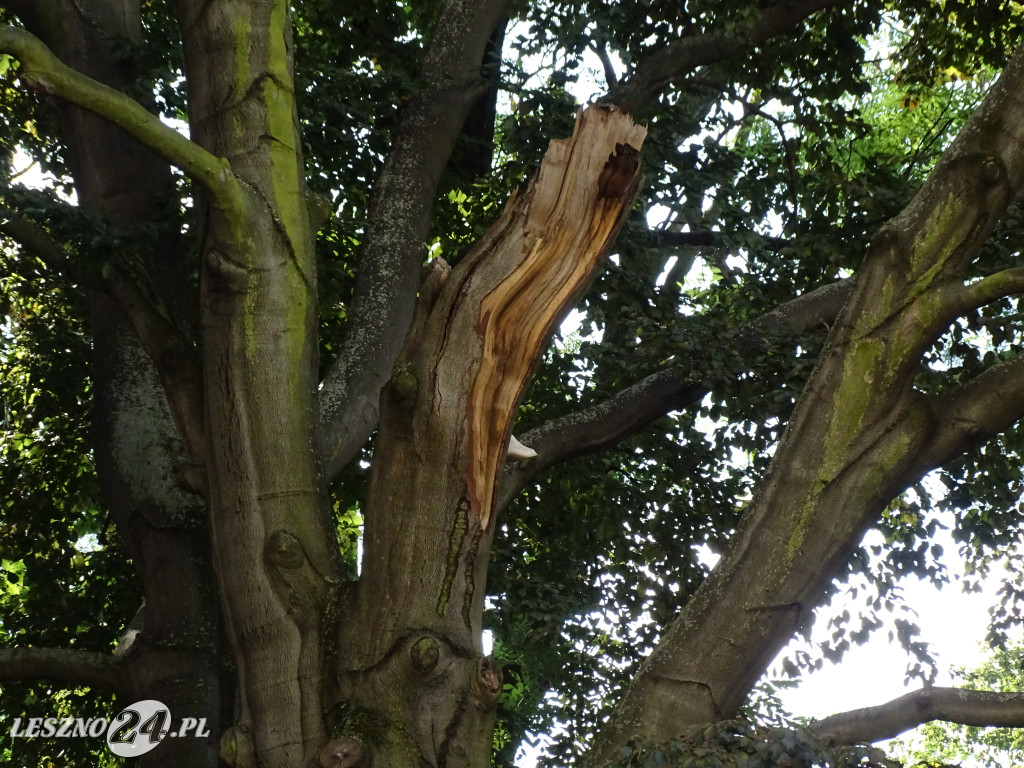 Niebezpieczne drzewo w parku w Lesznie
