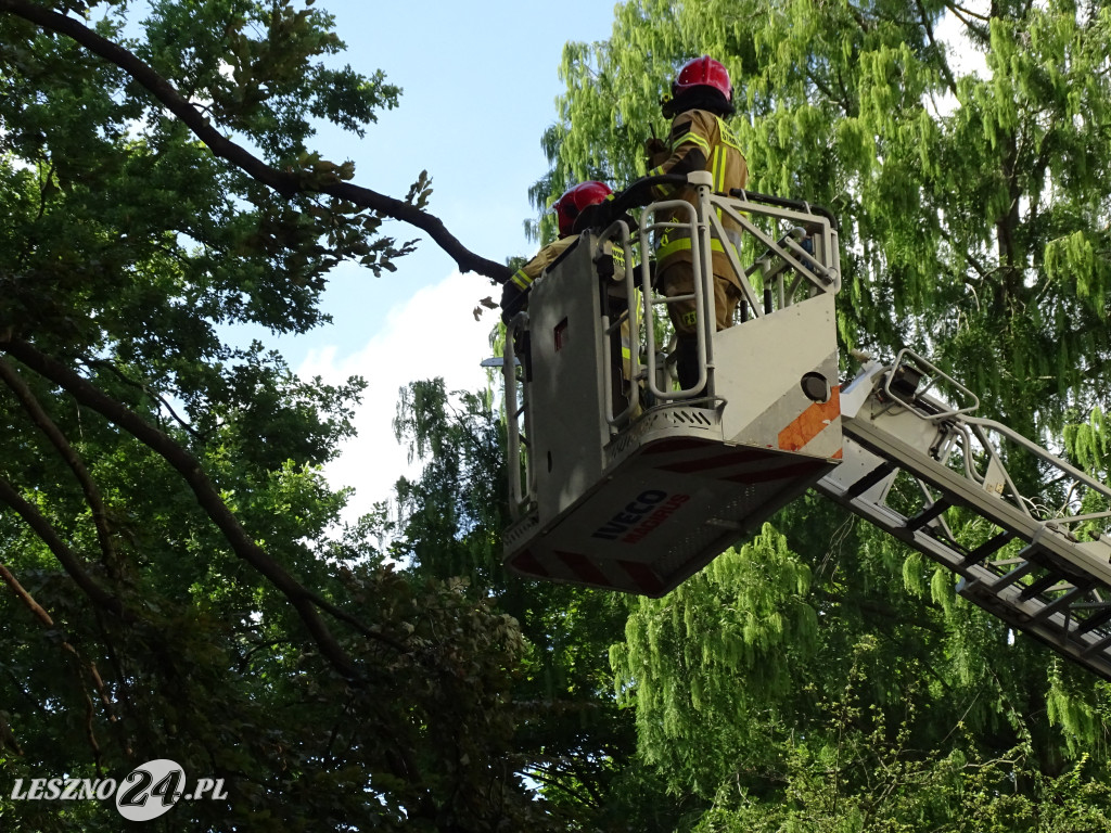 Niebezpieczne drzewo w parku w Lesznie