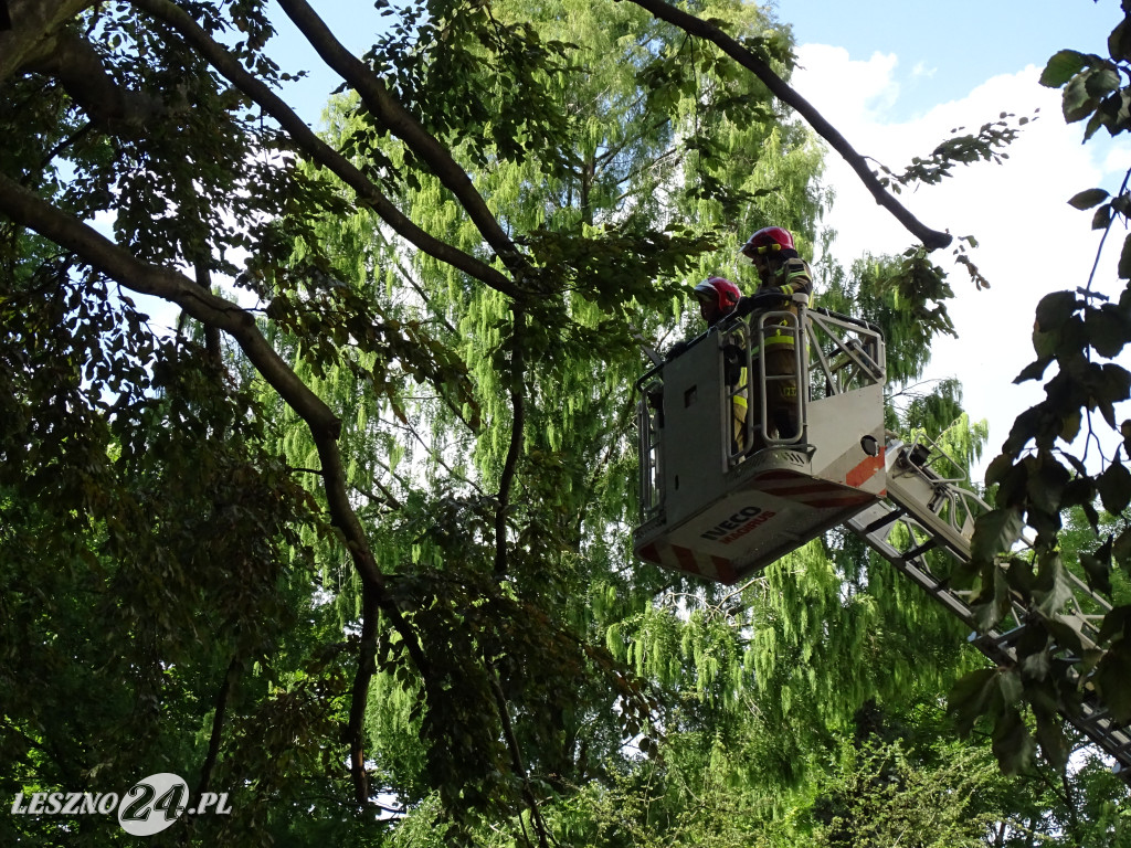 Niebezpieczne drzewo w parku w Lesznie