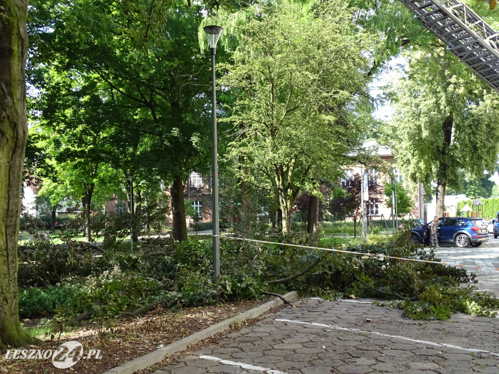 Niebezpieczne drzewo w parku w Lesznie