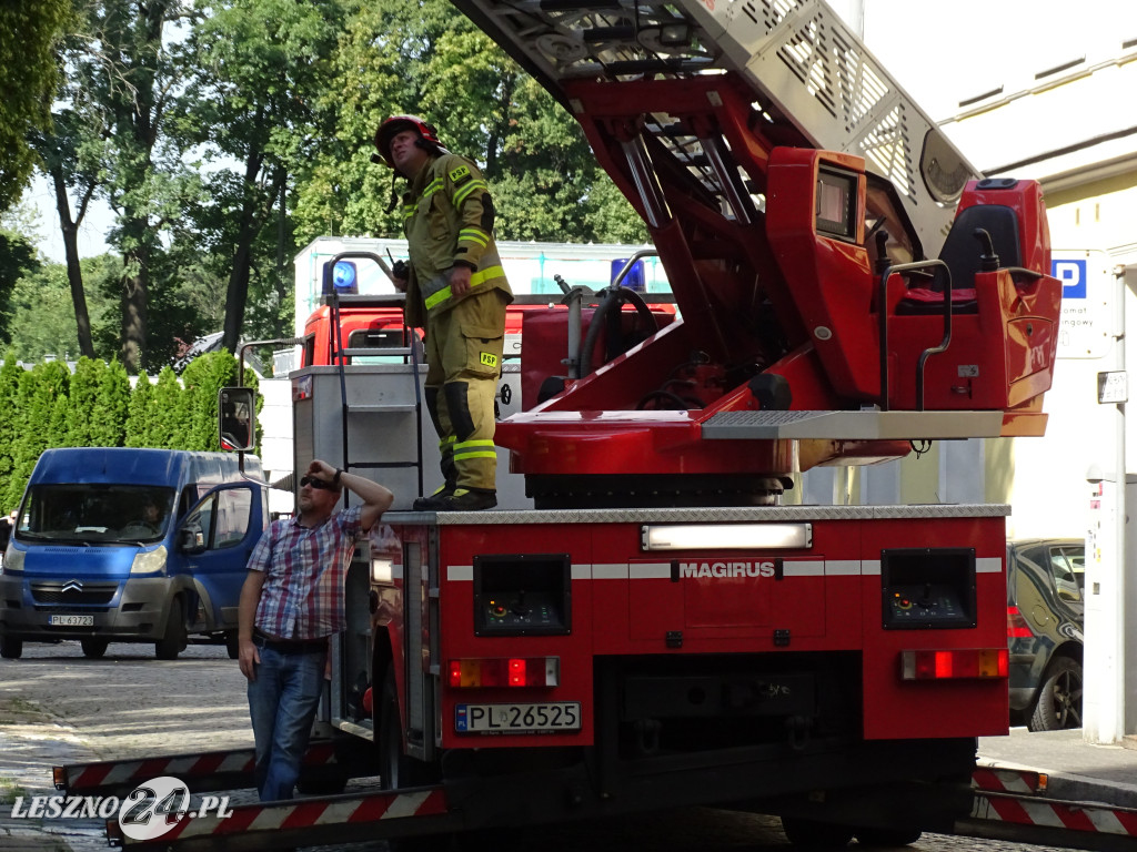 Niebezpieczne drzewo w parku w Lesznie