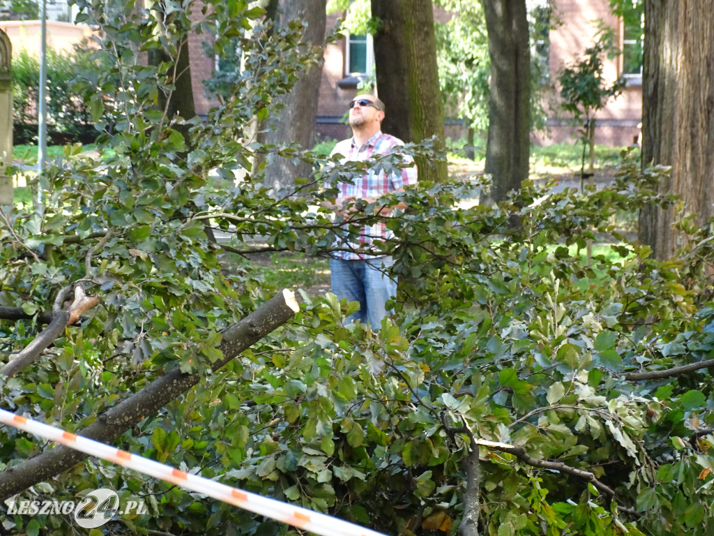 Niebezpieczne drzewo w parku w Lesznie