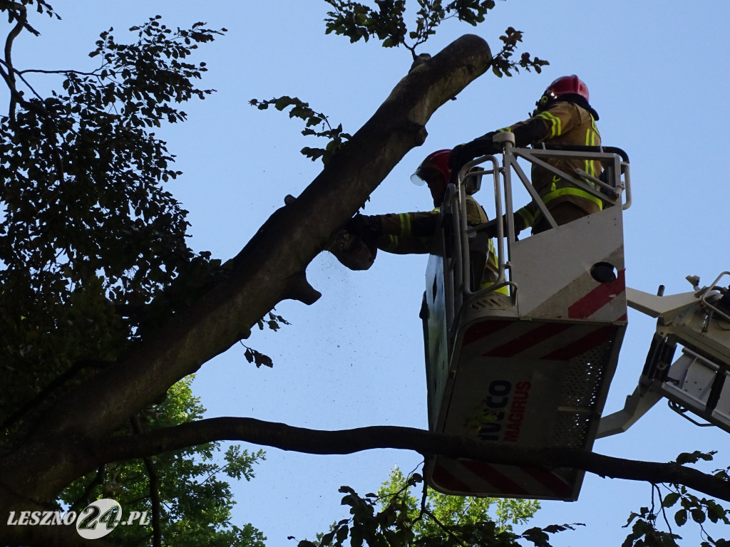 Niebezpieczne drzewo w parku w Lesznie