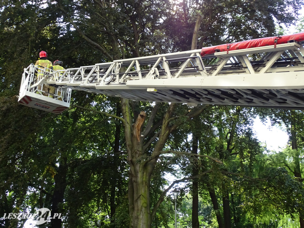 Niebezpieczne drzewo w parku w Lesznie