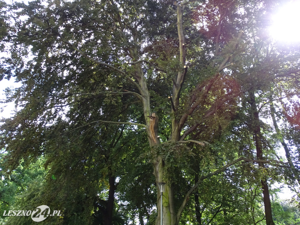 Niebezpieczne drzewo w parku w Lesznie
