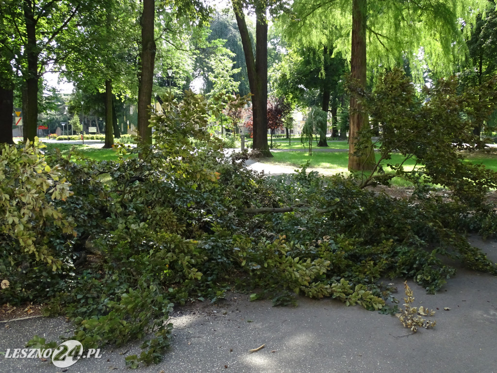 Niebezpieczne drzewo w parku w Lesznie