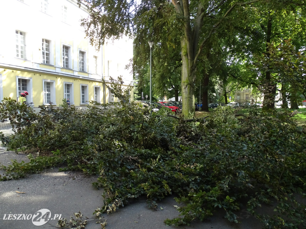 Niebezpieczne drzewo w parku w Lesznie