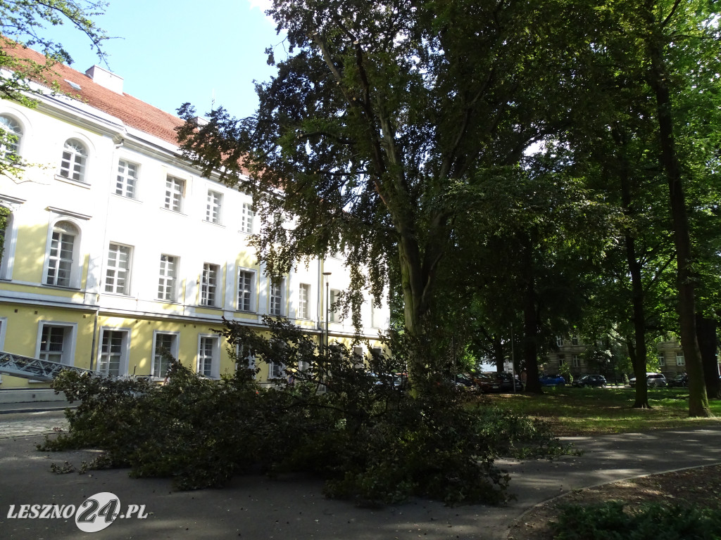 Niebezpieczne drzewo w parku w Lesznie