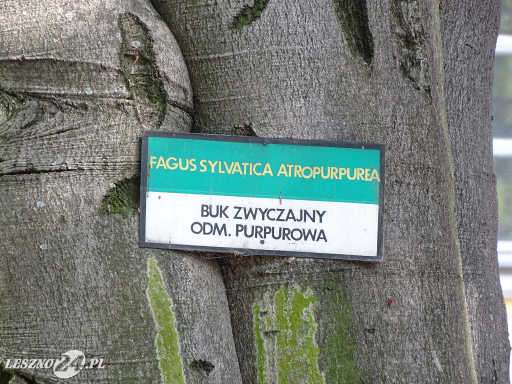 Niebezpieczne drzewo w parku w Lesznie