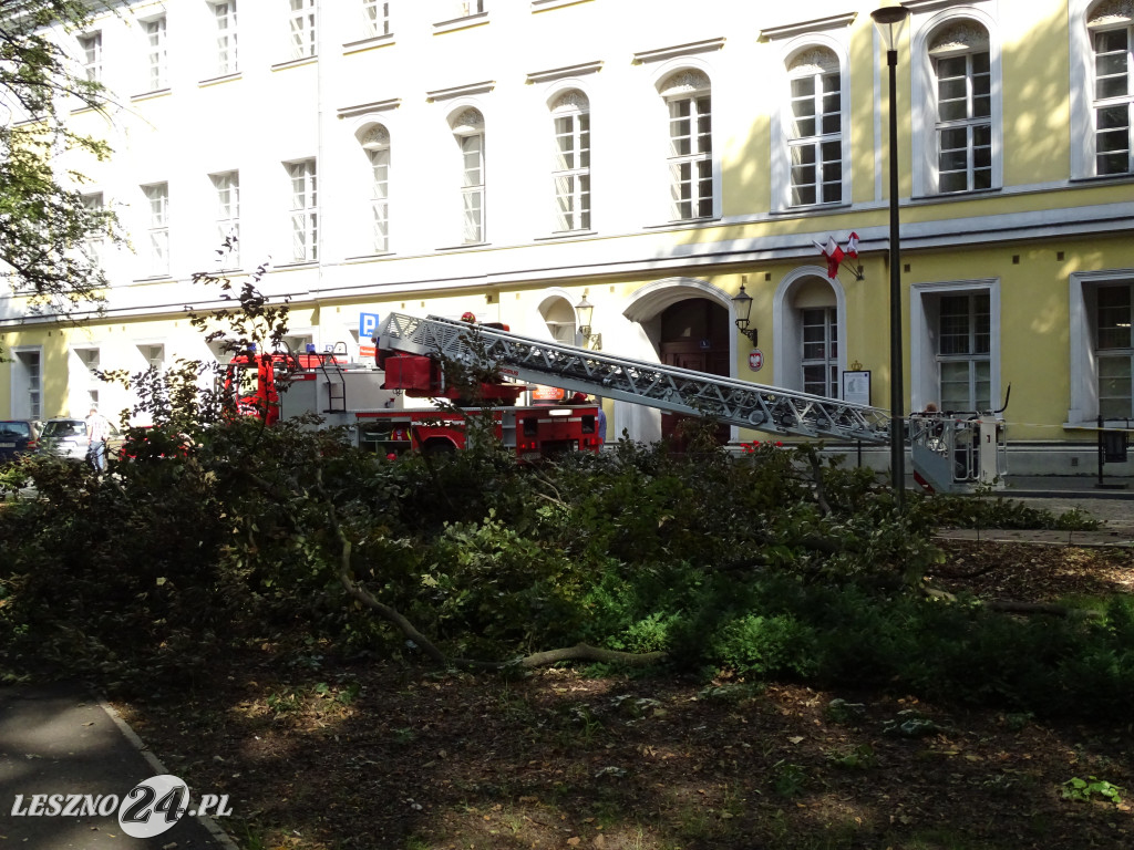 Niebezpieczne drzewo w parku w Lesznie