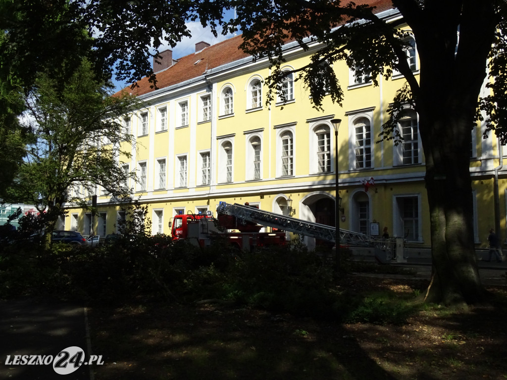 Niebezpieczne drzewo w parku w Lesznie