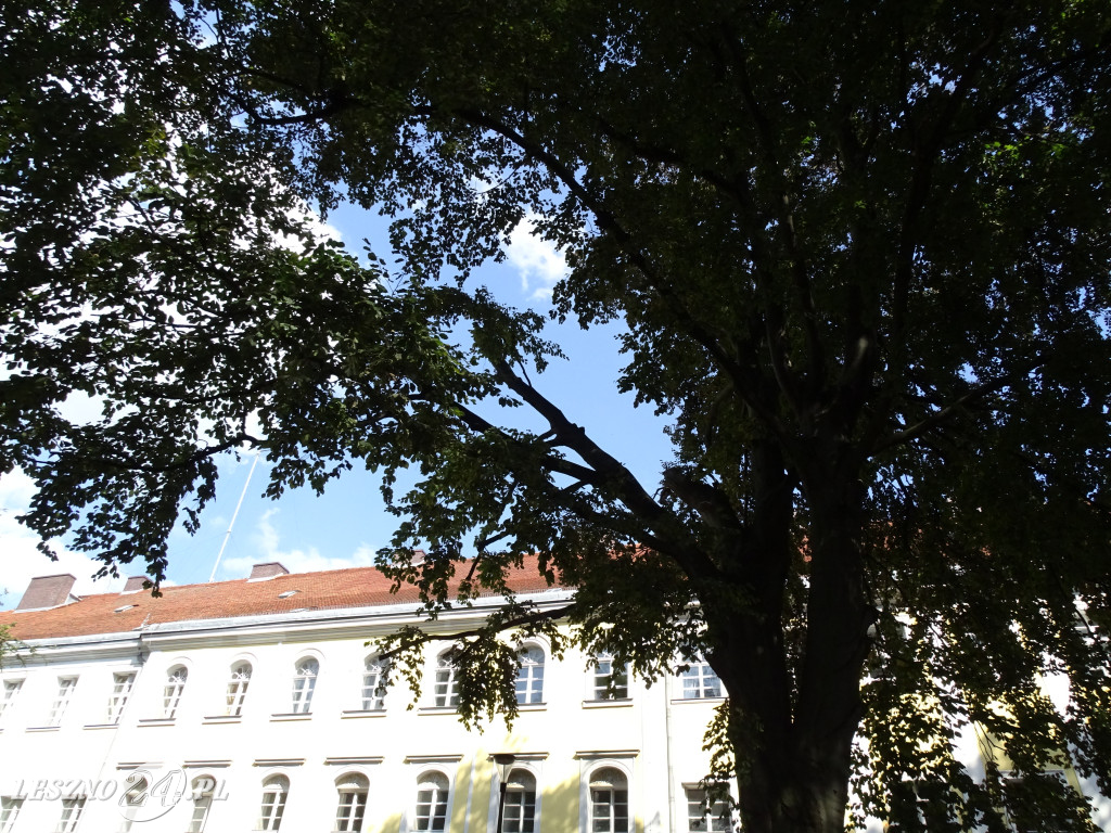 Niebezpieczne drzewo w parku w Lesznie