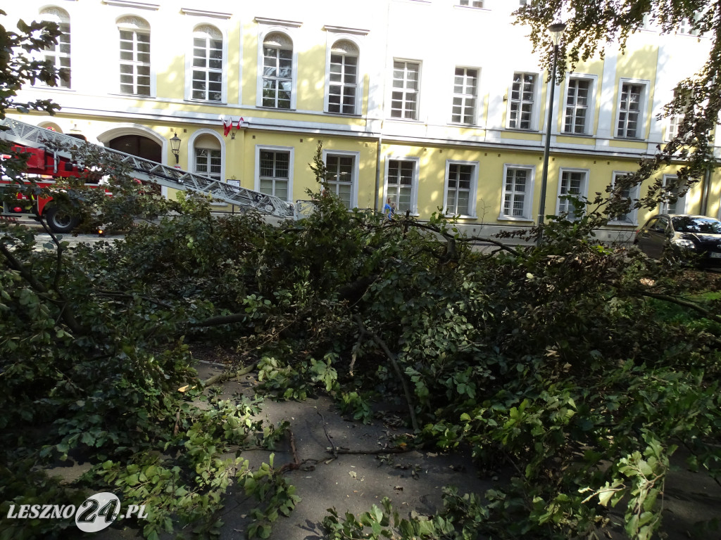 Niebezpieczne drzewo w parku w Lesznie