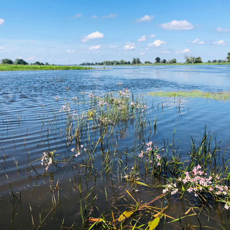Dopłynął do Szczecina i płynie do Bałtyku