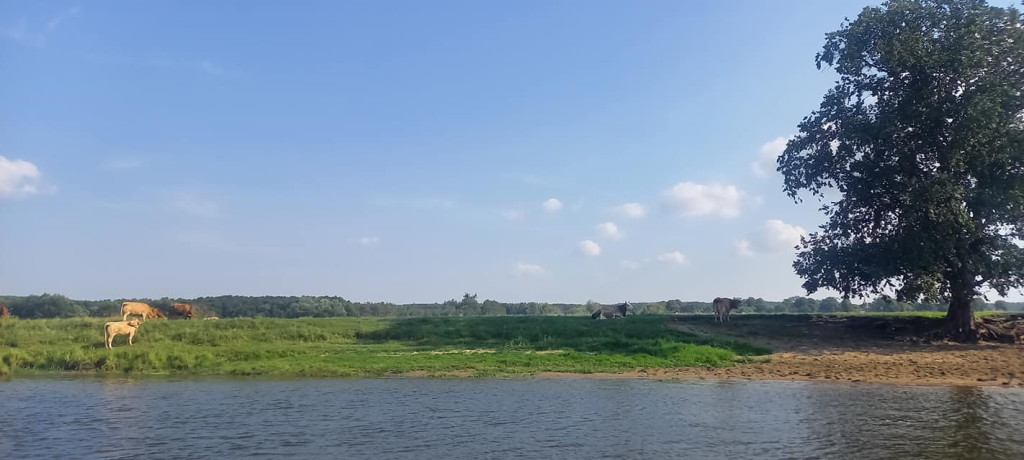 Dopłynął do Szczecina i płynie do Bałtyku