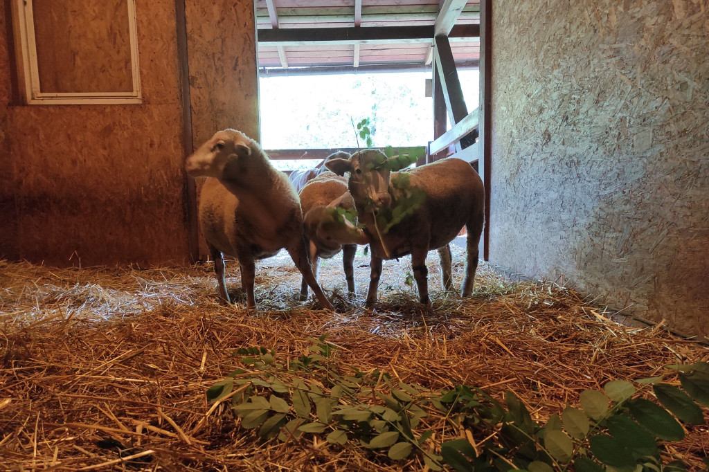 Nowe mieszkanki Mini ZOO w Lesznie