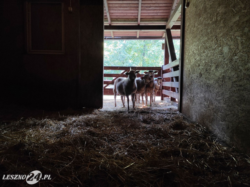 Nowe mieszkanki Mini ZOO w Lesznie