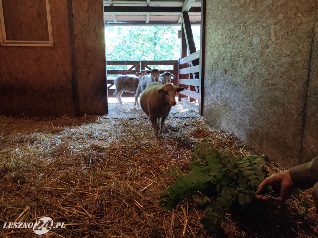 Nowe mieszkanki Mini ZOO w Lesznie